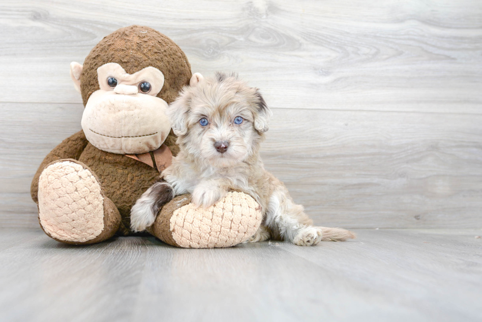 Fluffy Havapoo Poodle Mix Pup