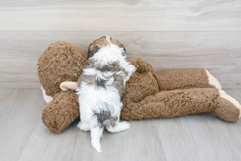 Hypoallergenic Havadoodle Poodle Mix Puppy