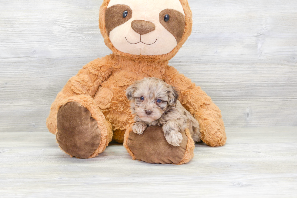 Playful Havanese Poodle Mix Puppy