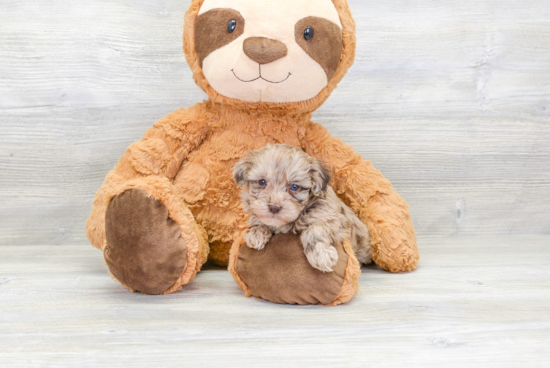 Playful Havanese Poodle Mix Puppy