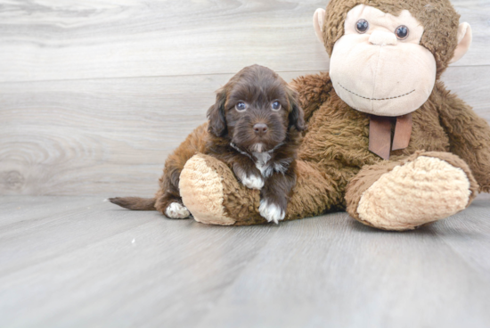 Little Havadoodle Poodle Mix Puppy