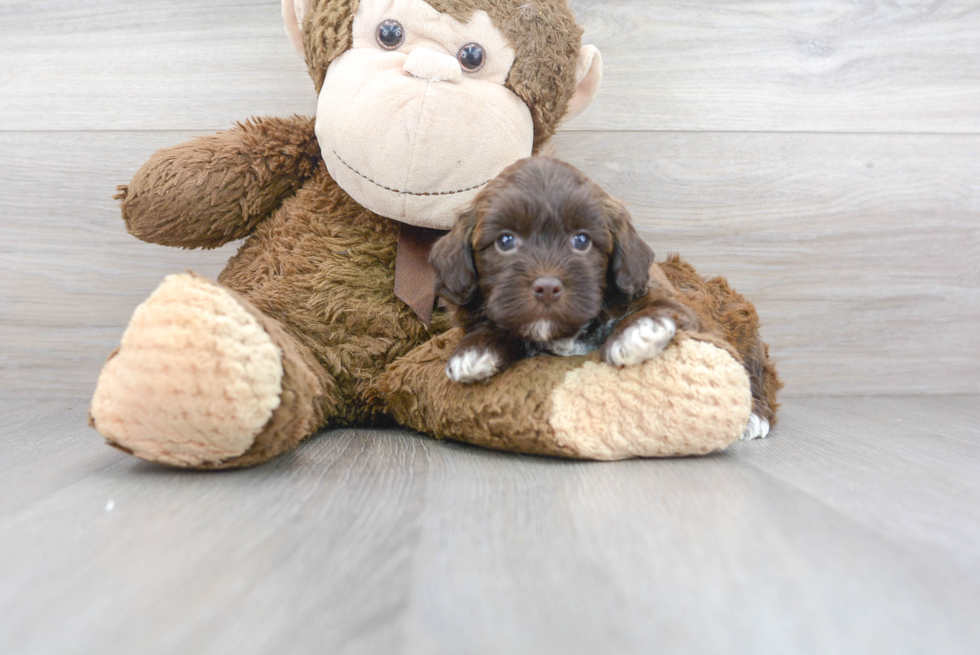 Petite Havapoo Poodle Mix Pup