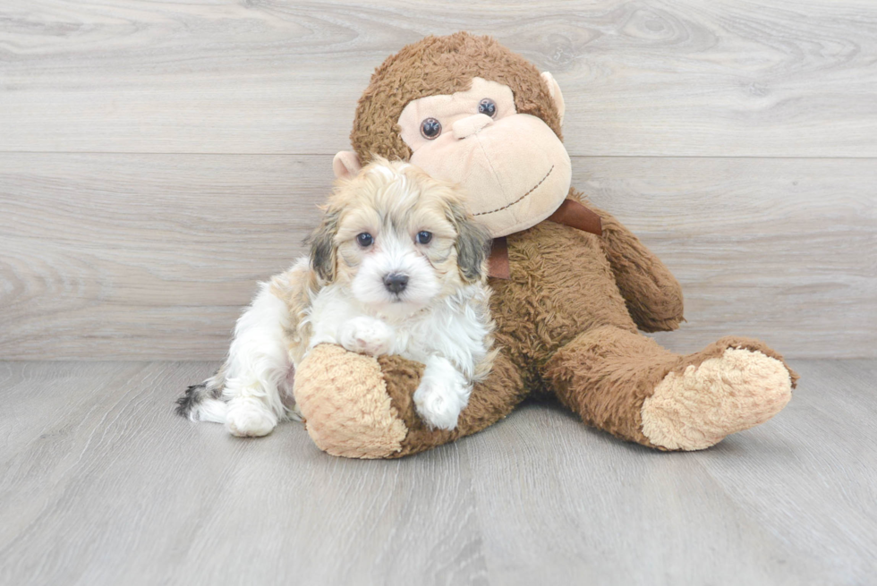 Funny Havapoo Poodle Mix Pup