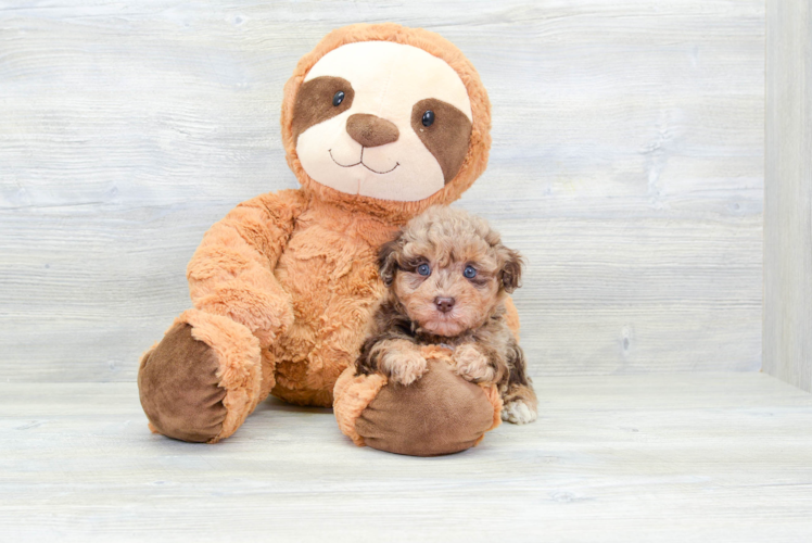 Fluffy Havapoo Poodle Mix Pup