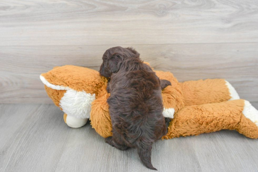 Petite Havapoo Poodle Mix Pup