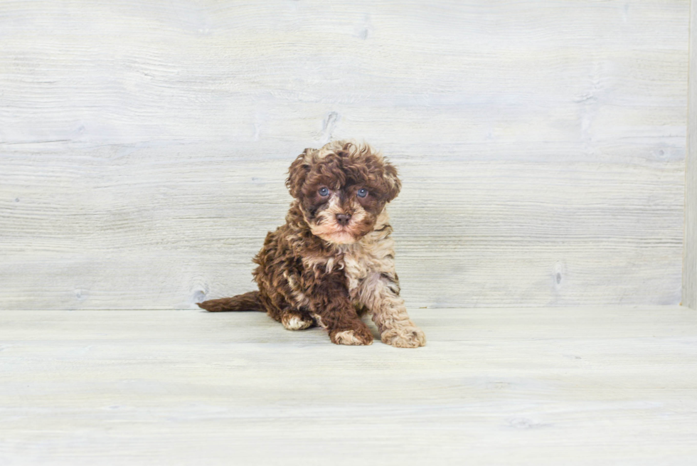 Little Havanese Poodle Mix Puppy