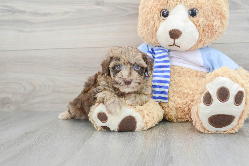 Petite Havapoo Poodle Mix Pup