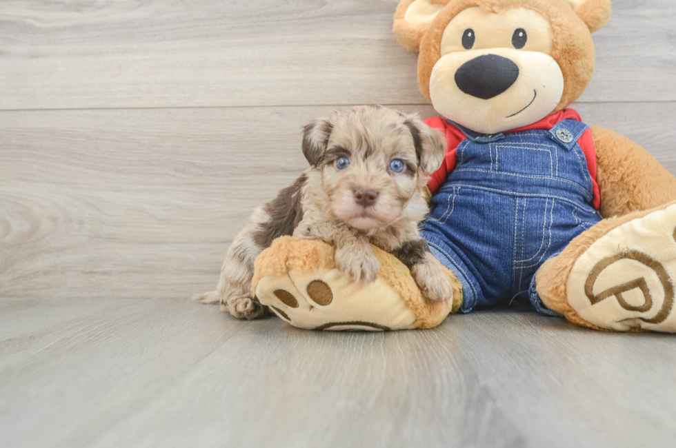 5 week old Havapoo Puppy For Sale - Premier Pups