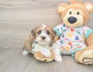 7 week old Havapoo Puppy For Sale - Premier Pups