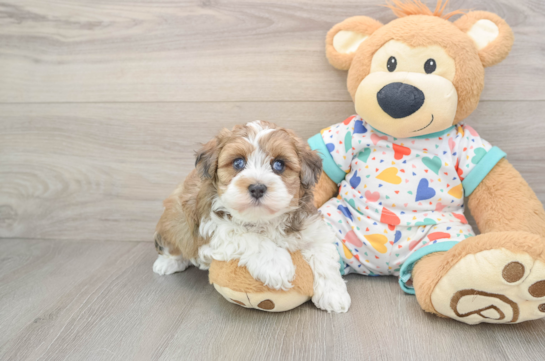 Popular Havapoo Poodle Mix Pup