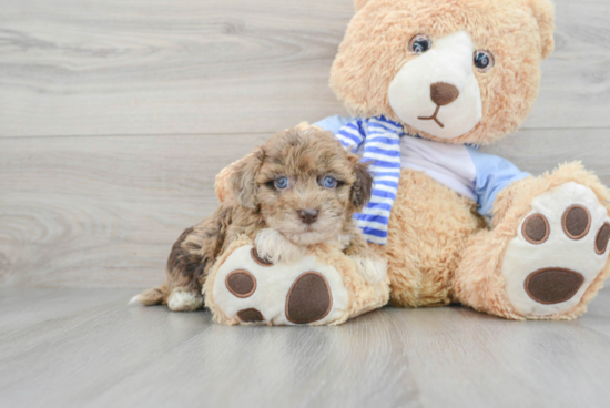 Popular Havapoo Poodle Mix Pup