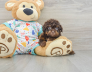 9 week old Havapoo Puppy For Sale - Premier Pups