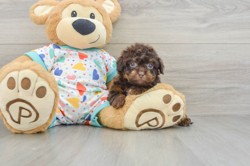 5 week old Havapoo Puppy For Sale - Premier Pups