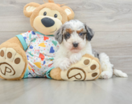 7 week old Havapoo Puppy For Sale - Premier Pups