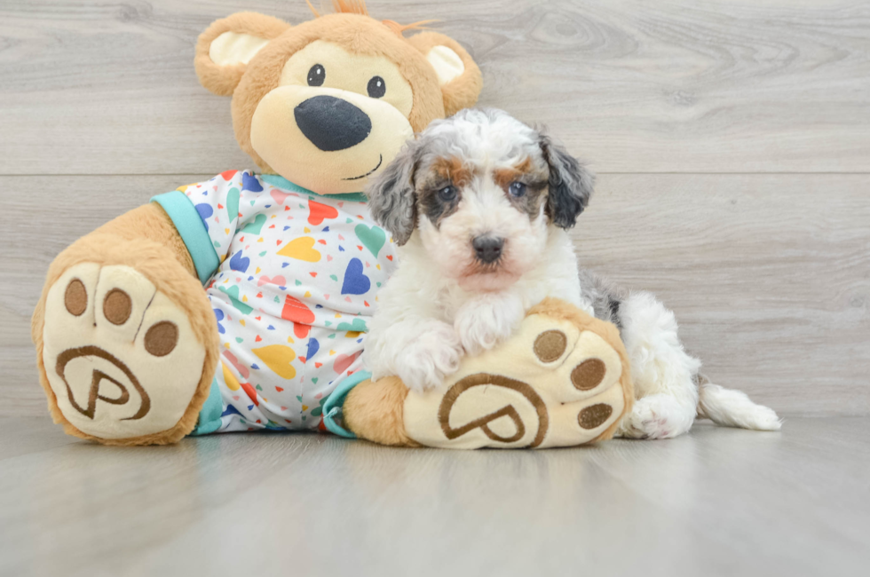 5 week old Havapoo Puppy For Sale - Premier Pups