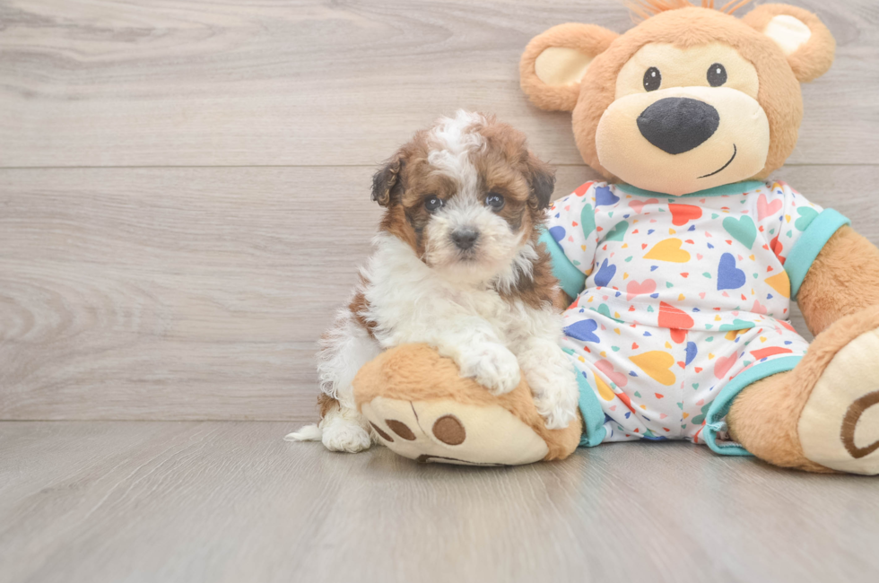 5 week old Havapoo Puppy For Sale - Premier Pups