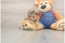 Havapoo Pup Being Cute