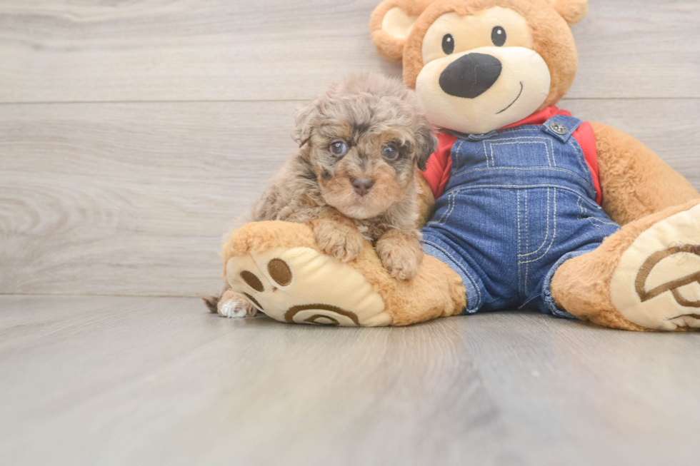 Havapoo Pup Being Cute