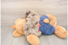 Petite Havapoo Poodle Mix Pup