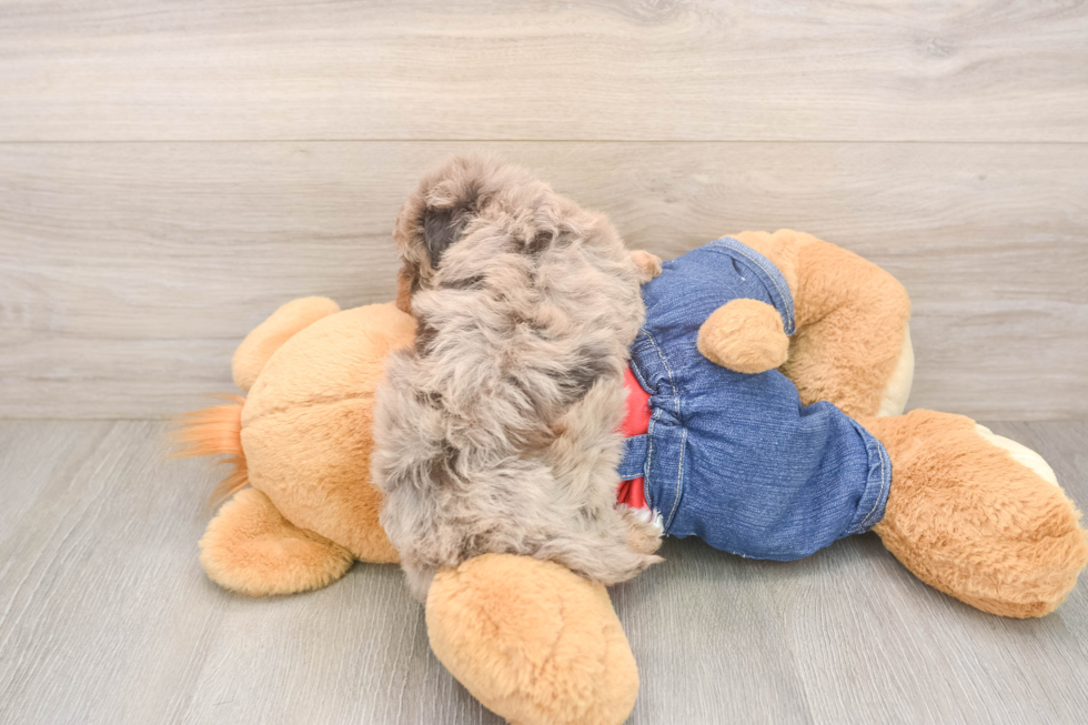 Petite Havapoo Poodle Mix Pup