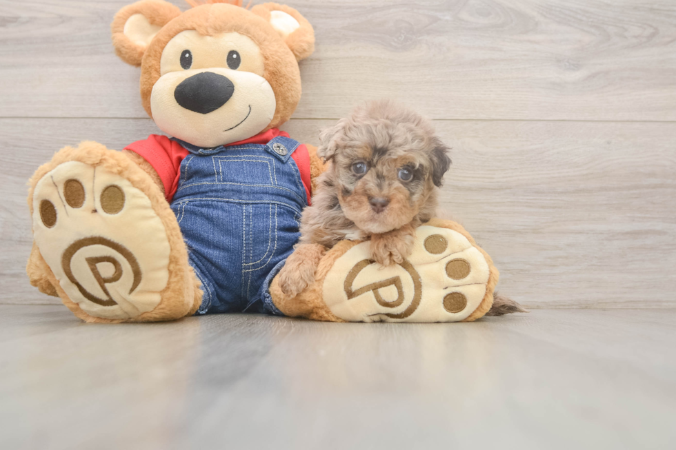 Popular Havapoo Poodle Mix Pup