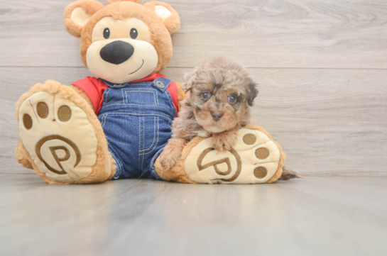 Popular Havapoo Poodle Mix Pup