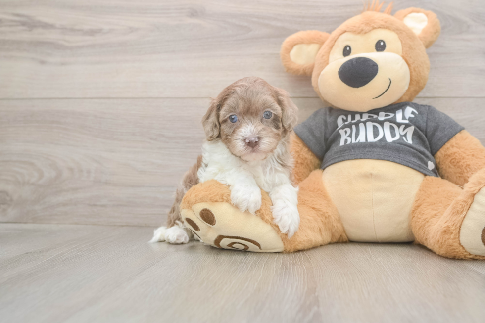 Adorable Havadoodle Poodle Mix Puppy