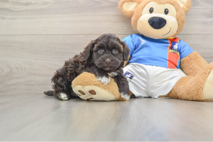 Energetic Havadoodle Poodle Mix Puppy