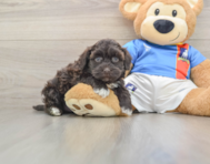 8 week old Havapoo Puppy For Sale - Premier Pups