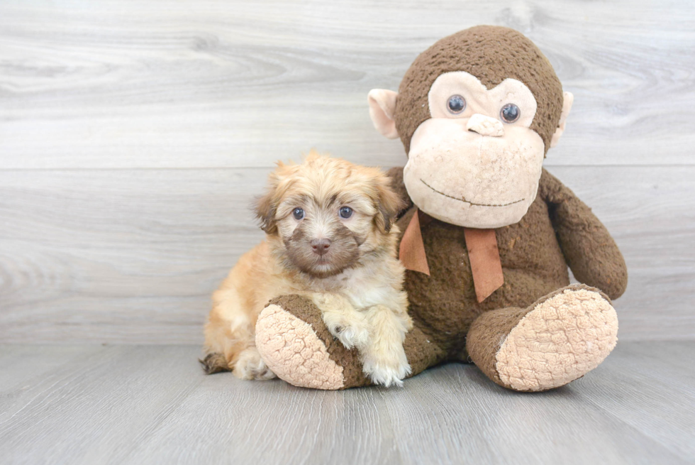 Playful Havadoodle Poodle Mix Puppy