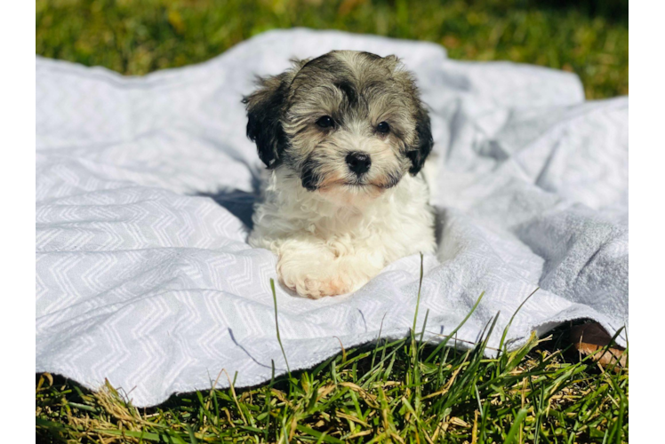 Fluffy Havapoo Poodle Mix Pup