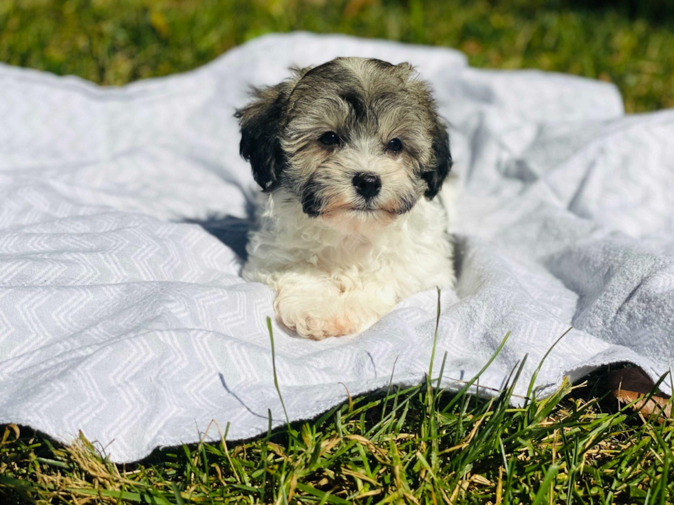 Fluffy Havapoo Poodle Mix Pup