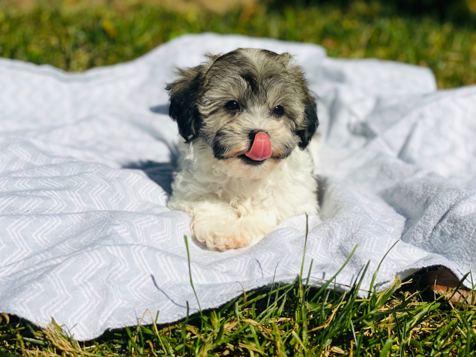 Petite Havapoo Poodle Mix Pup