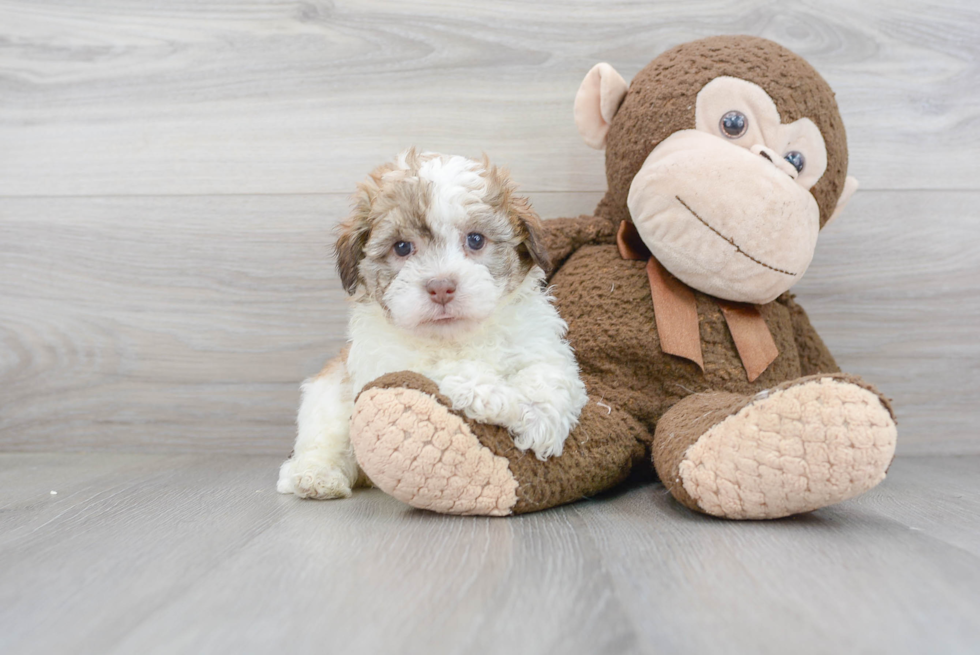 Popular Havapoo Poodle Mix Pup