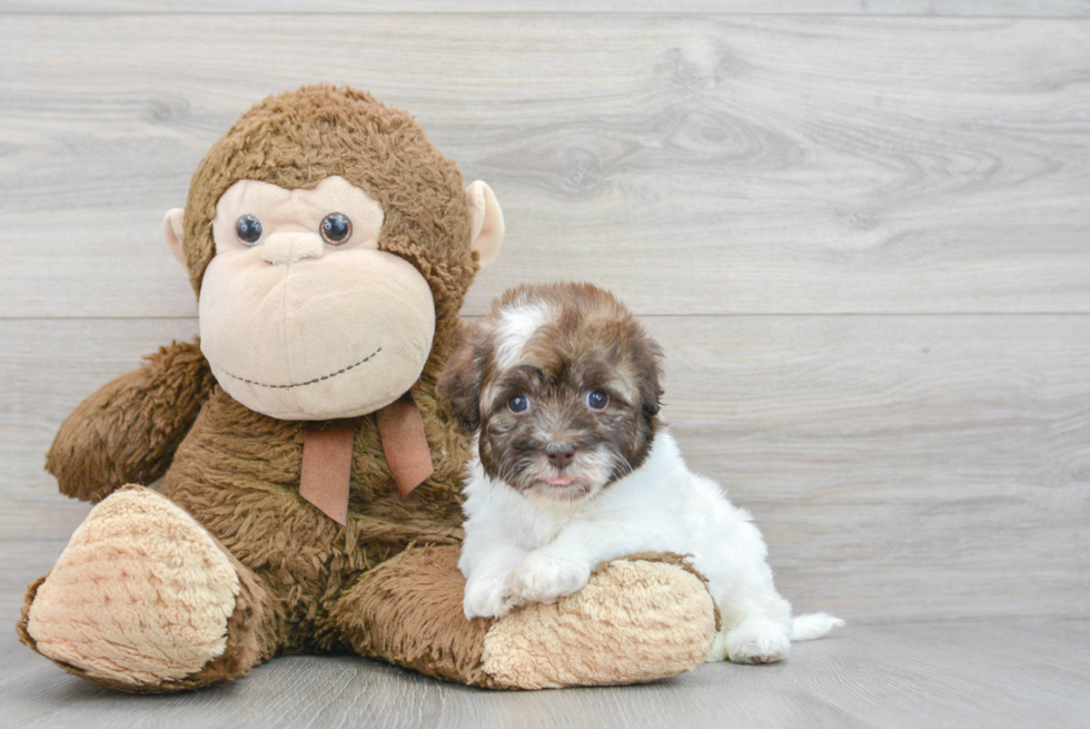 Petite Havapoo Poodle Mix Pup