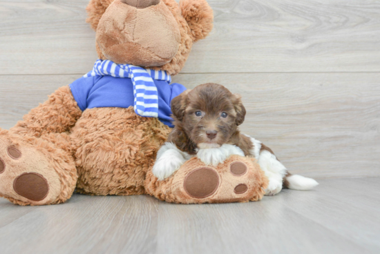 Hypoallergenic Havanese Poodle Mix Puppy