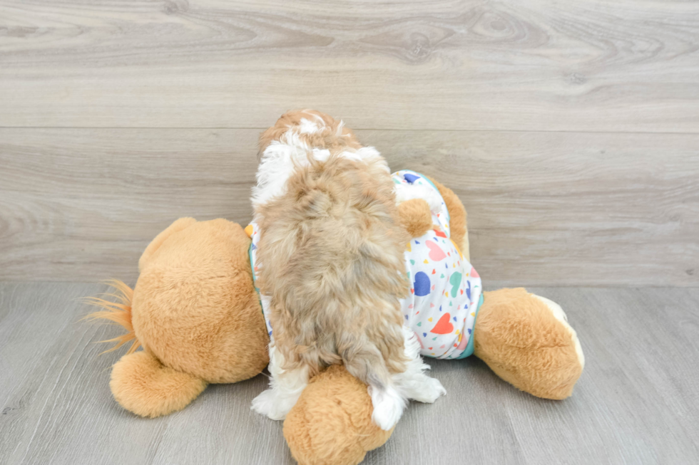 Energetic Havadoodle Poodle Mix Puppy