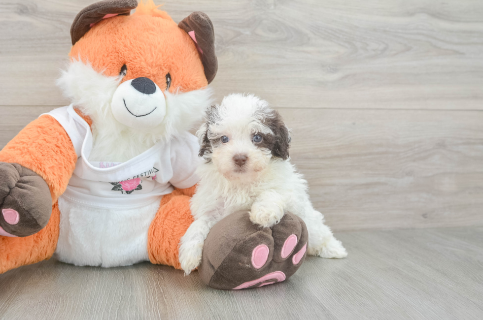 7 week old Havapoo Puppy For Sale - Premier Pups