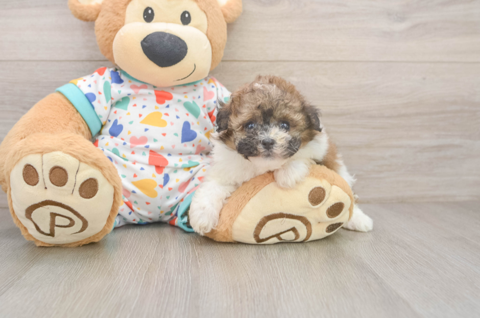 5 week old Havapoo Puppy For Sale - Premier Pups
