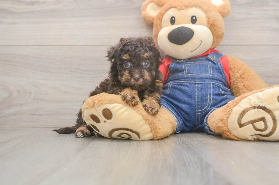 5 week old Havapoo Puppy For Sale - Premier Pups