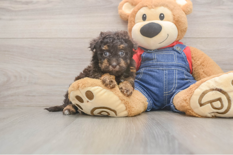 Meet Shakira - our Havapoo Puppy Photo  1/3 - Premier Pups Best Havapoo Baby