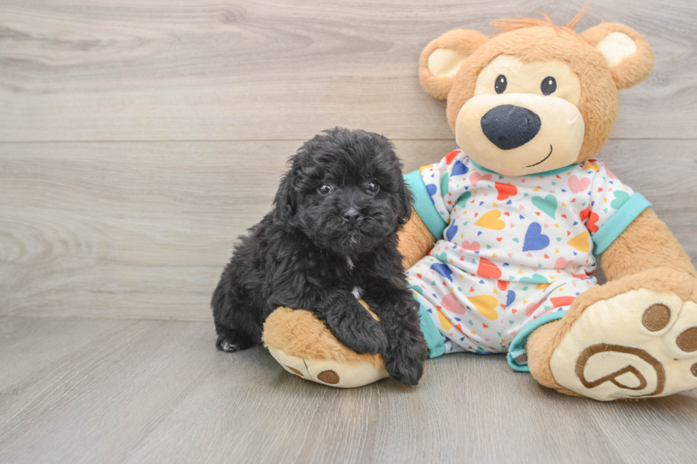 Playful Havadoodle Poodle Mix Puppy