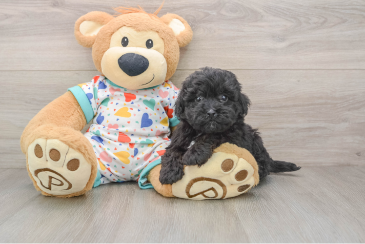 Popular Havapoo Poodle Mix Pup