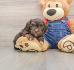5 week old Havapoo Puppy For Sale - Premier Pups