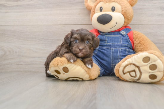 Hypoallergenic Havadoodle Poodle Mix Puppy