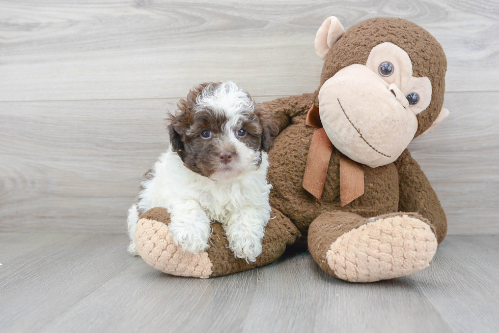 Hypoallergenic Havadoodle Poodle Mix Puppy