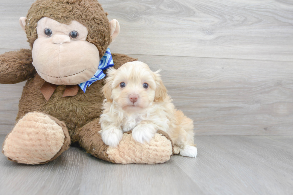 Funny Havapoo Poodle Mix Pup