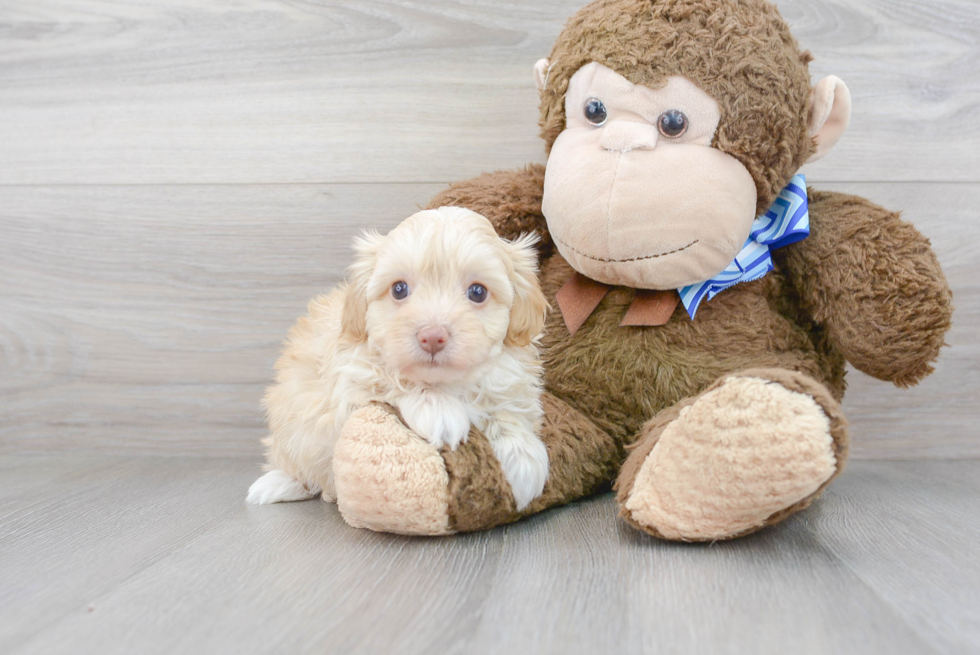 Playful Havanese Poodle Mix Puppy