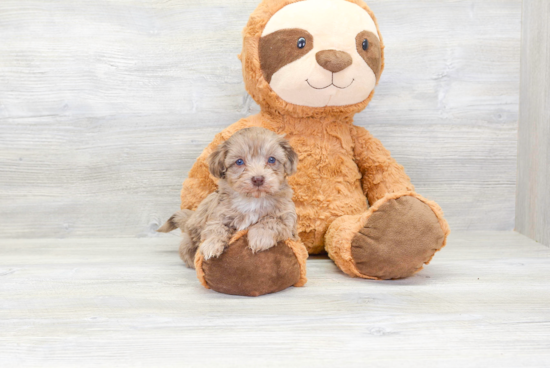 Petite Havapoo Poodle Mix Pup