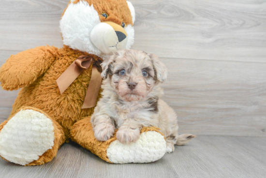 Little Havanese Poodle Mix Puppy